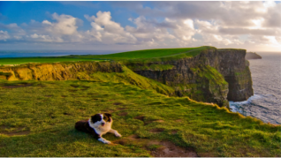 Cliffs of Moher Dog Cliffs of Moher Dog