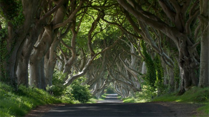 The Dark Hedges The Dark Hedges